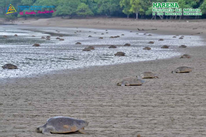 TORTUGA
